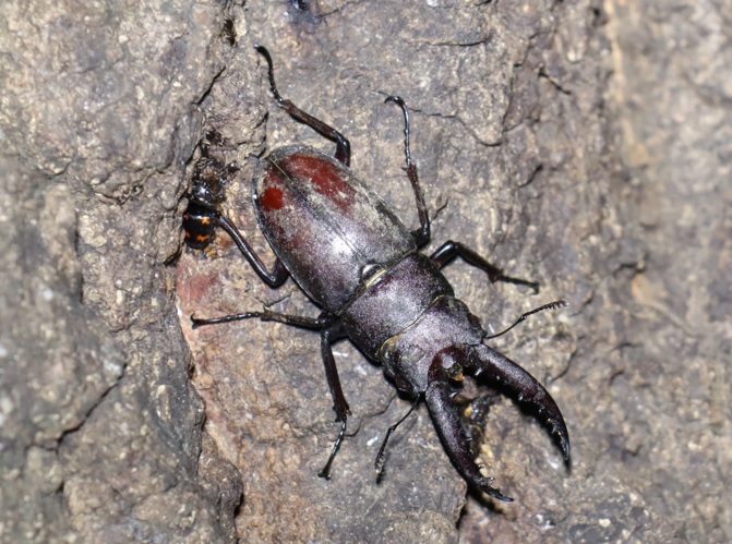 ノコギリクワガタ（中歯）♂（アングル2）_No.3のクヌギ_クワガタ達のオアシス_2023年10月23日19時 気温13.9度